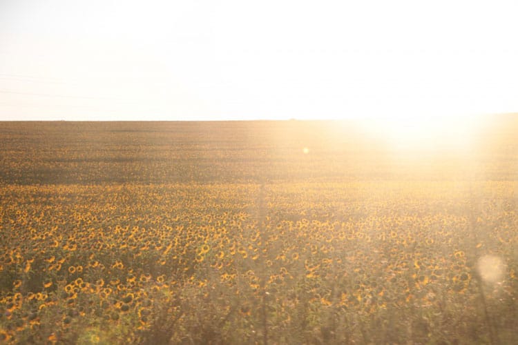 Sunflower-Field-Crop-Sunlight__39201-1024x682