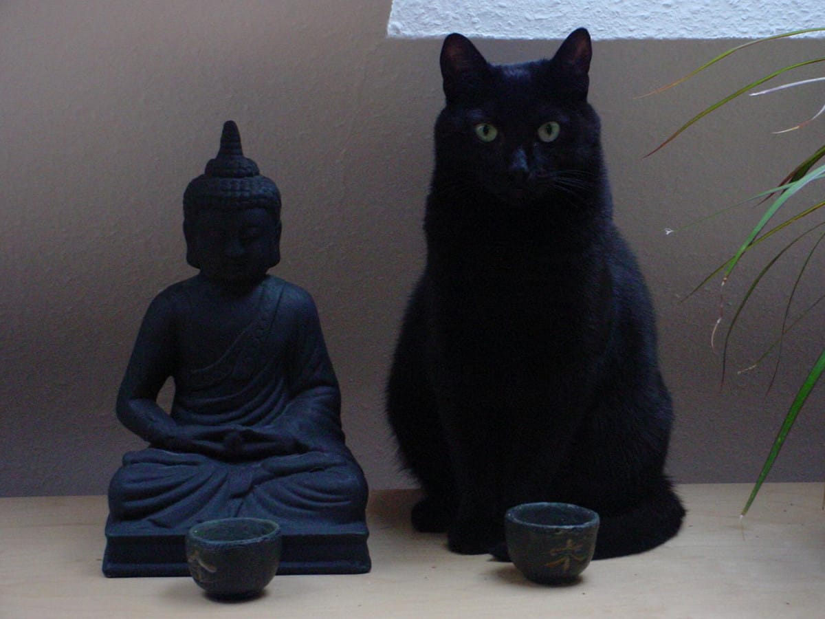 takei-zen-cat-1200x900.jpg