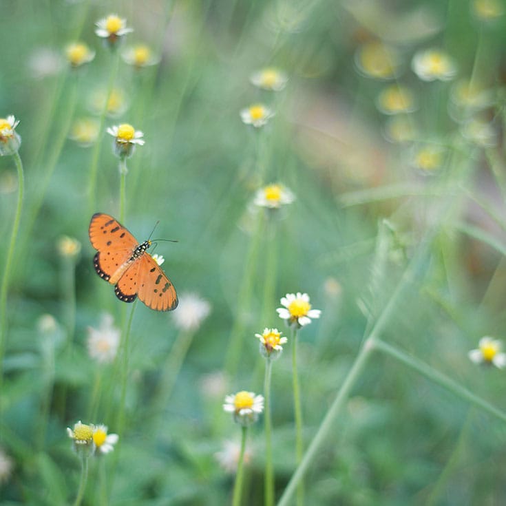 In meditation, "rest your attention lightly—as lightly as a butterfly rests on a flower," says Sharon Salzberg. Photo by Prachanart Viriyaraks.