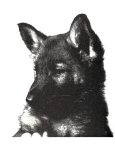 A German shepherd 