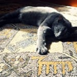 Looking into Laziness