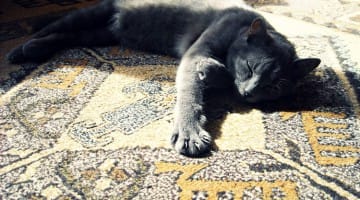 Looking into Laziness