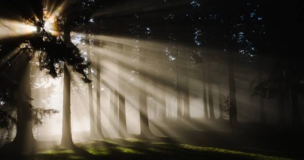 Sun breaking through the trees