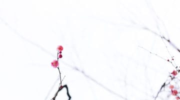Cherry blossoms.