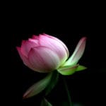 What Is Karma?