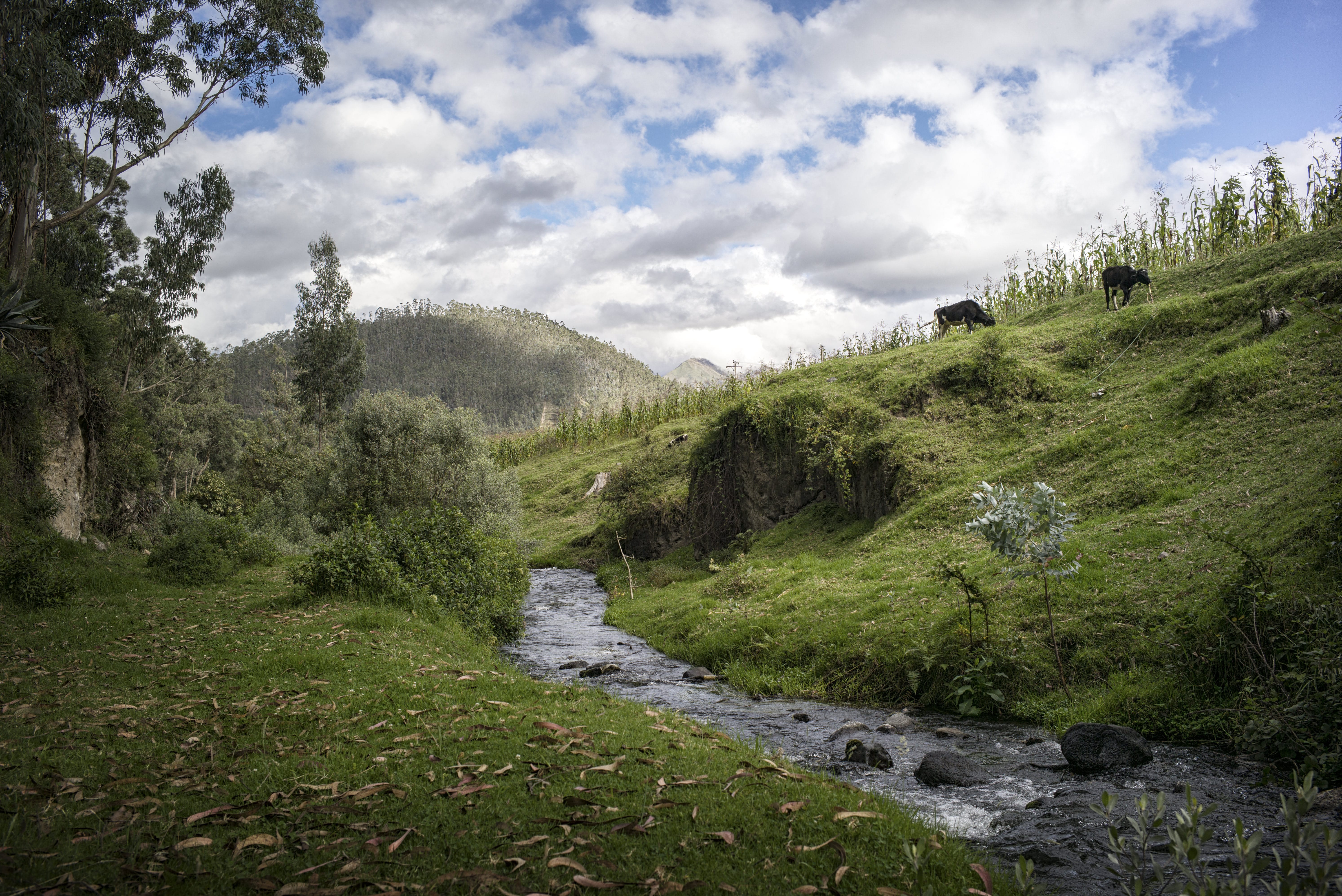 cows grazing in a river valley
