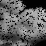 The Wisdom in Dark Emotions