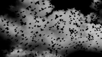 The Wisdom in Dark Emotions