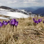 The Great Spring