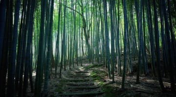Sekkei Harada Roshi Zazen Zen skandhas Buddhadharma