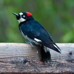Meeting the Wild World with a Benevolent Heart