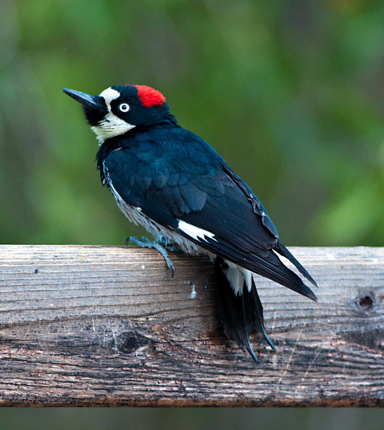 Woodpecker Sylvia Boorstein