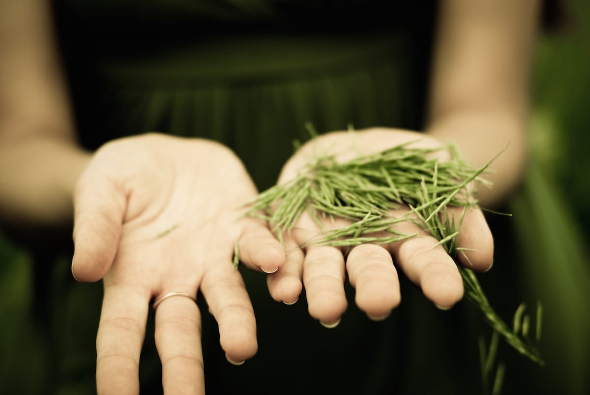 A person's hands holding grass.