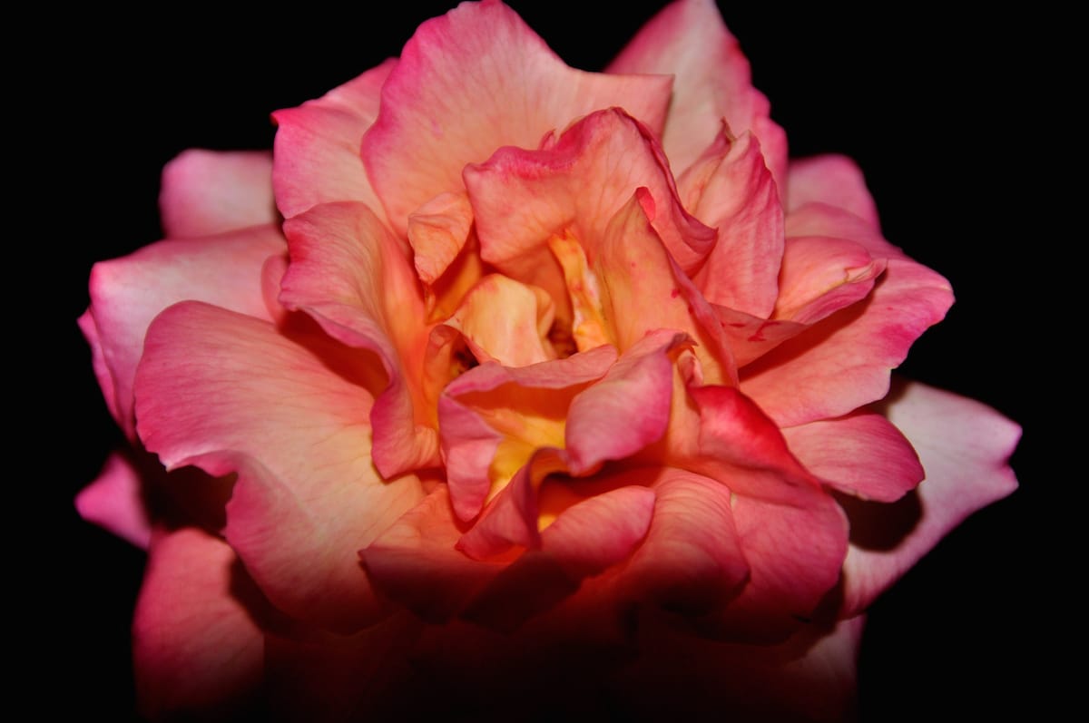Anne Waldman, Shambhala Sun, Desire, Love &Relationships, Lion's Roar, Buddhism