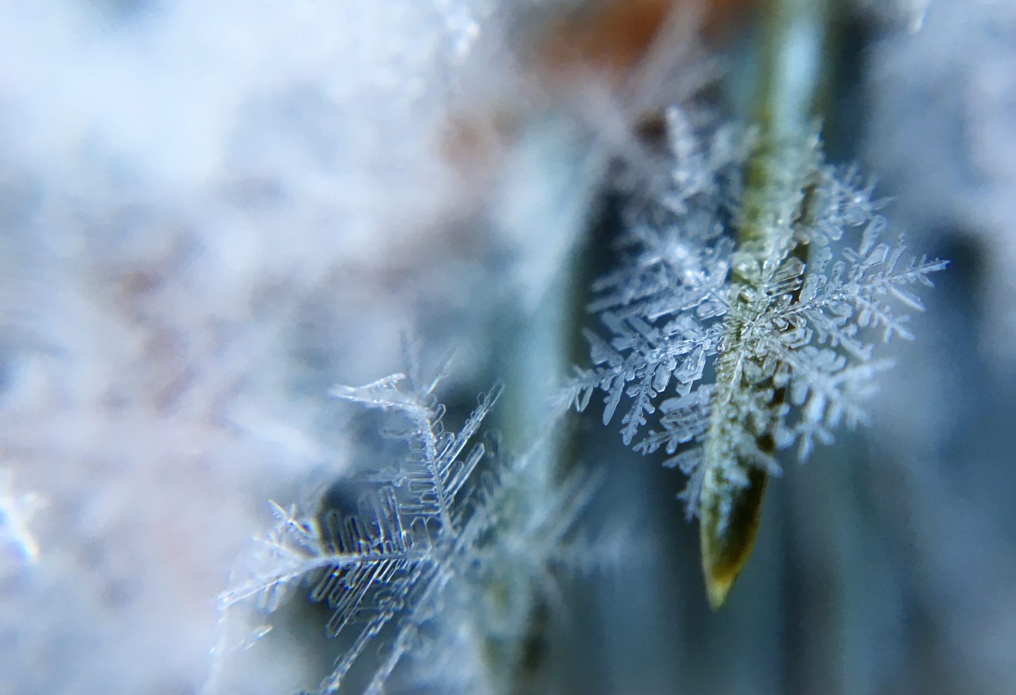 Beautiful Snowflakes - Lions Roar Beautiful Snowflakes - Lions Roar