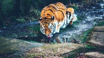 Forum: How to Work with Emotions