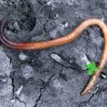 The Ten Hearts of an Earthworm