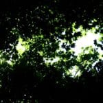 The Green Path