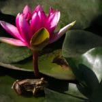 Monastics Go Green: Treating Planet Earth with Non-greed, Gratitude, and Simplicity