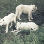 Feed the Right Wolf