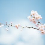 Blossoms Falling