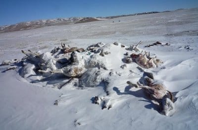 mongolia-frozenanimalsonthesteppe