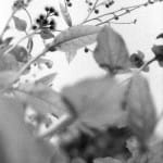 Review: “{I am} just the birds in the grass…” (Photos by Sheila Ross)