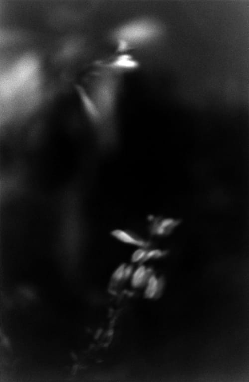 ROSS_Night_October_Fort_Tryon_Park