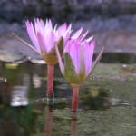 The Power of Positive Karma
