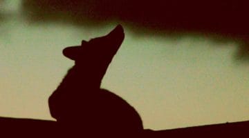 Silhouette of a fox.