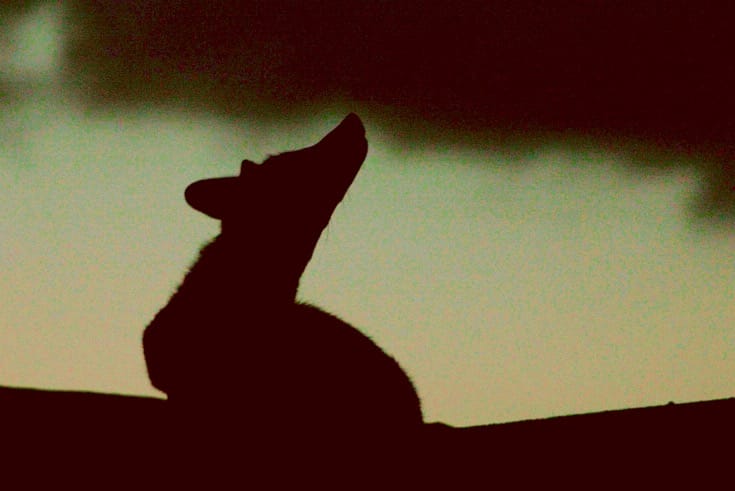 Silhouette of a fox.