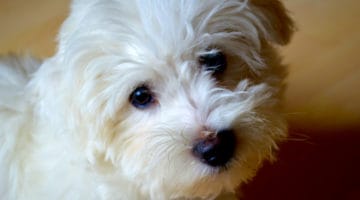 Hush Puppy