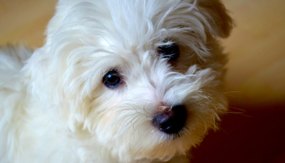 Coton du Tulear puppy.