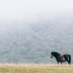 Discovering the Power of Basic Goodness