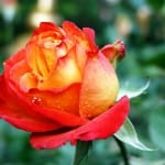 About A Poem: Daniel Ladinsky on “Know the True Nature” by Hafiz
