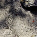 Zen as nothing special: Charlotte Joko Beck and the Ordinary Mind School of Zen
