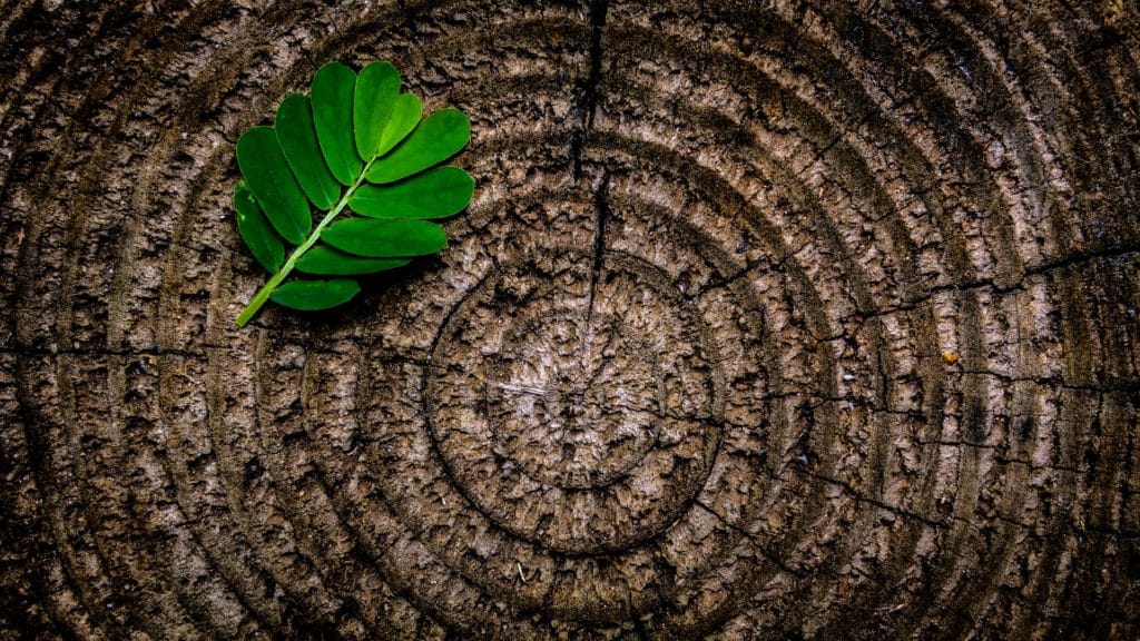 A leaf on a tree stump.