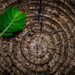 Judy Lief’s Copenhagen Climate Change wrap-up: Upon returning