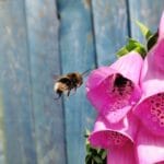 Let It Bee