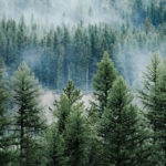 Imagine a Pine Tree