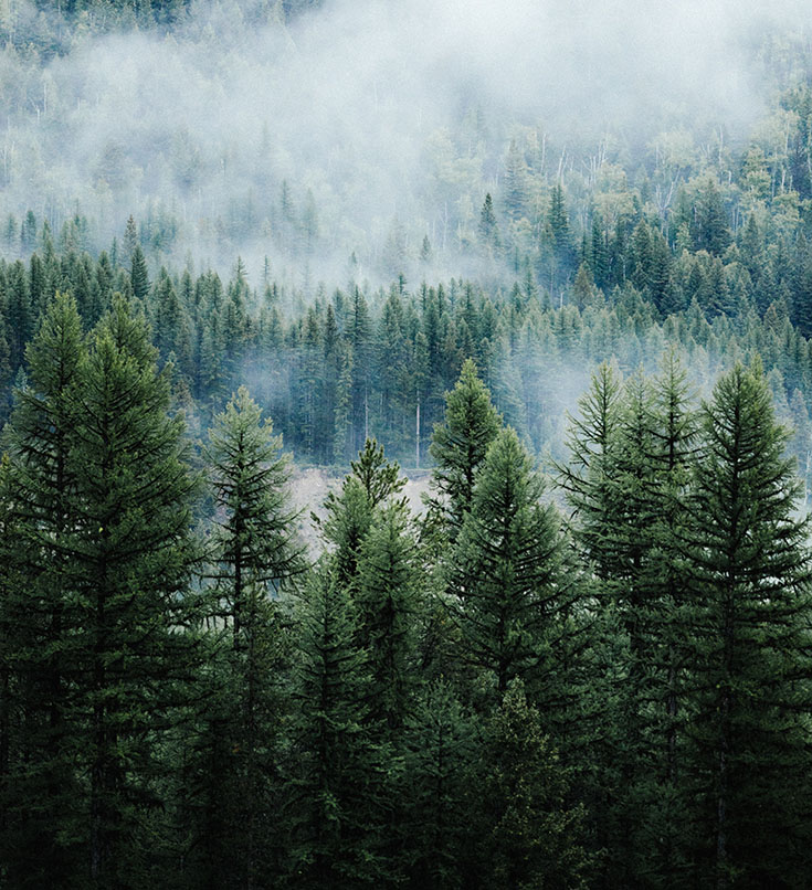 Misty forest