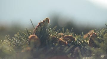 Imagine a Pine Tree