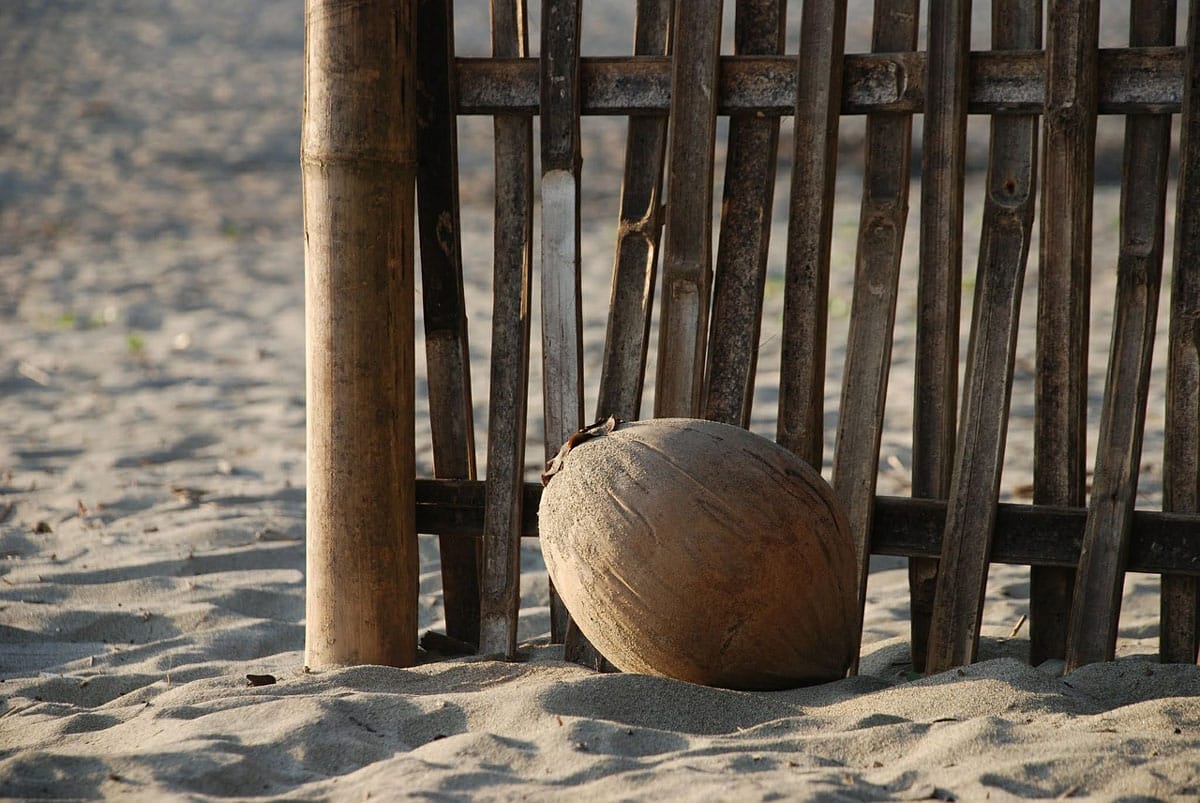 Bombarded by Coconuts Lodro Rinzler Chogyam Trungpa Rinpoche Lion's Roar Buddhism