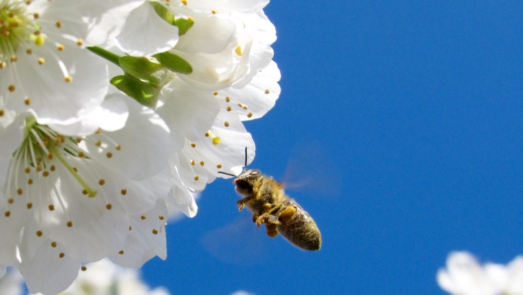 bee
