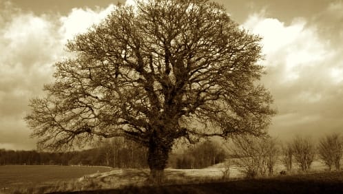 oak by sten porse