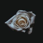 From The Under 35 Project: “The Dharma of Desire”