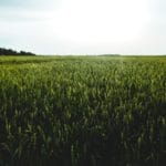 There Is a Field — I’ll Meet You There
