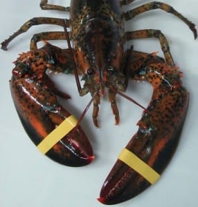 lobster