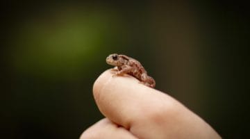 Warrior toad.