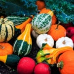 A Mindful Thanksgiving